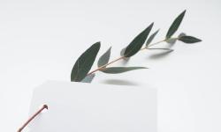 Featured image of post 相簿